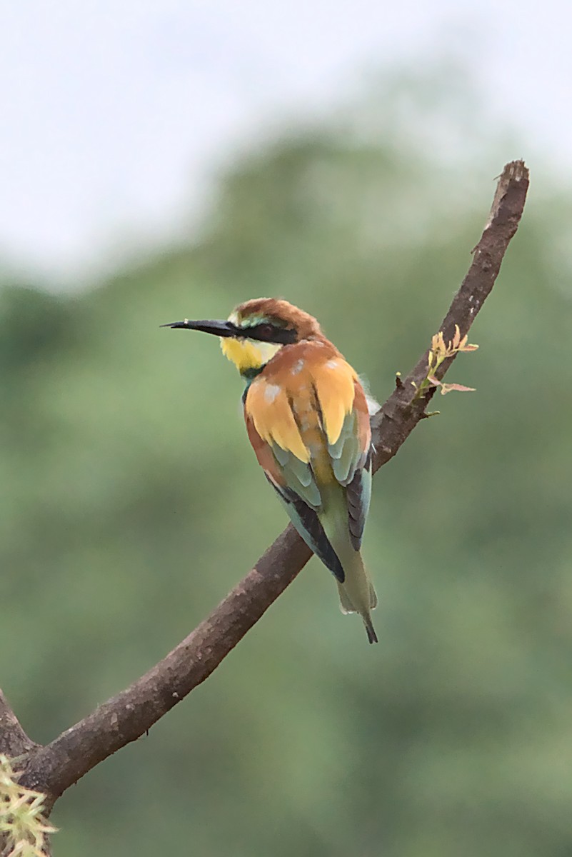 European Bee-eater - ML298206861