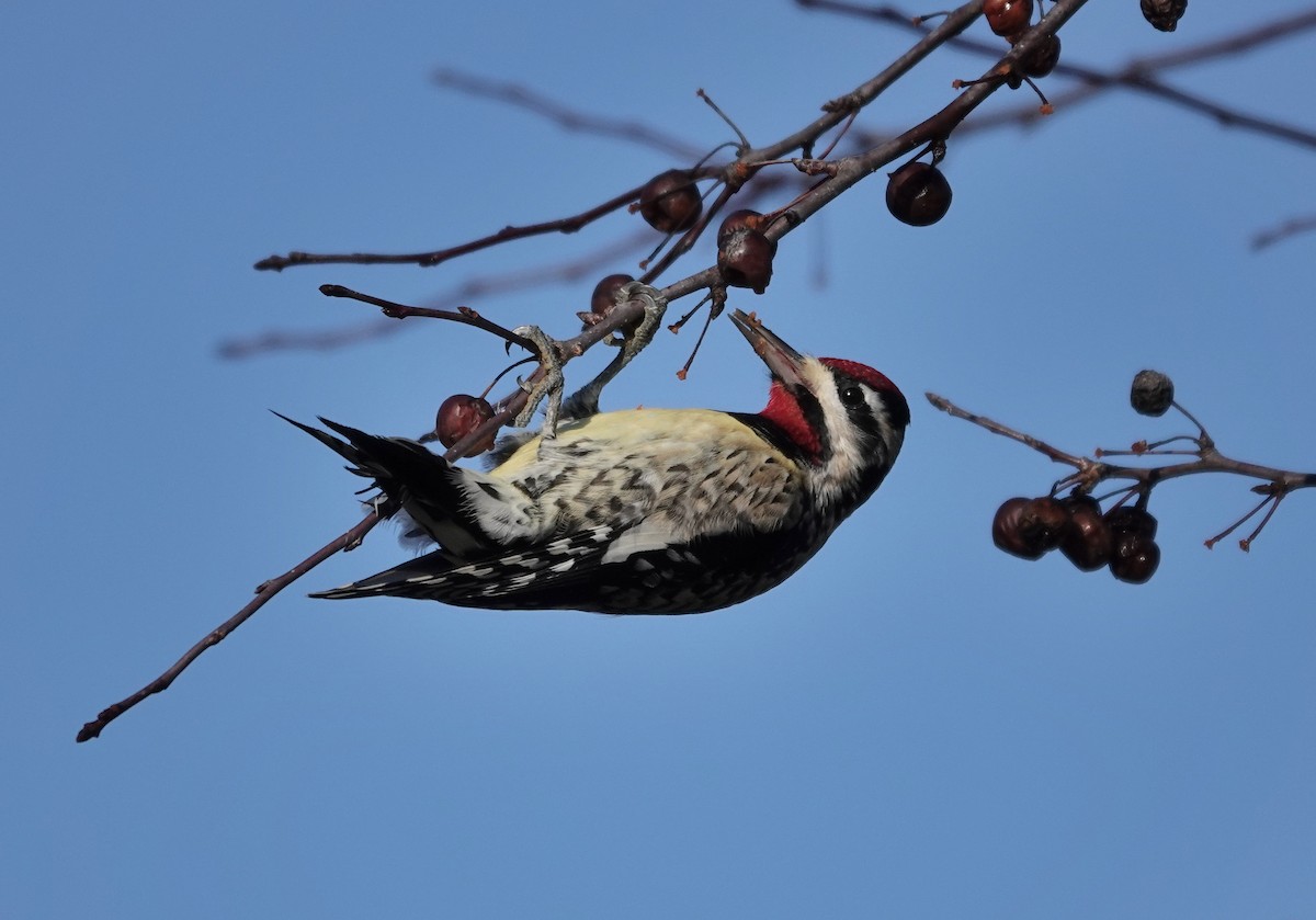 Yellow-bellied Sapsucker - ML298207011