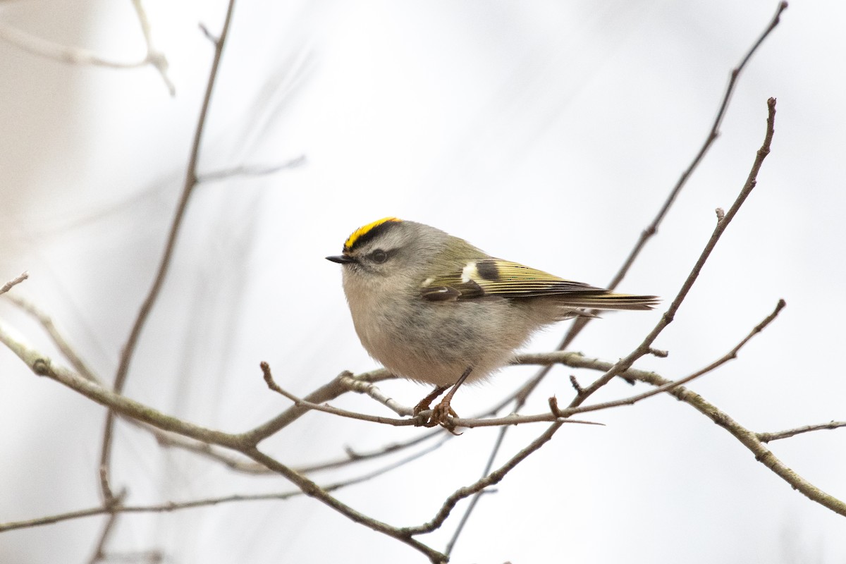 Golden-crowned Kinglet - ML298208951