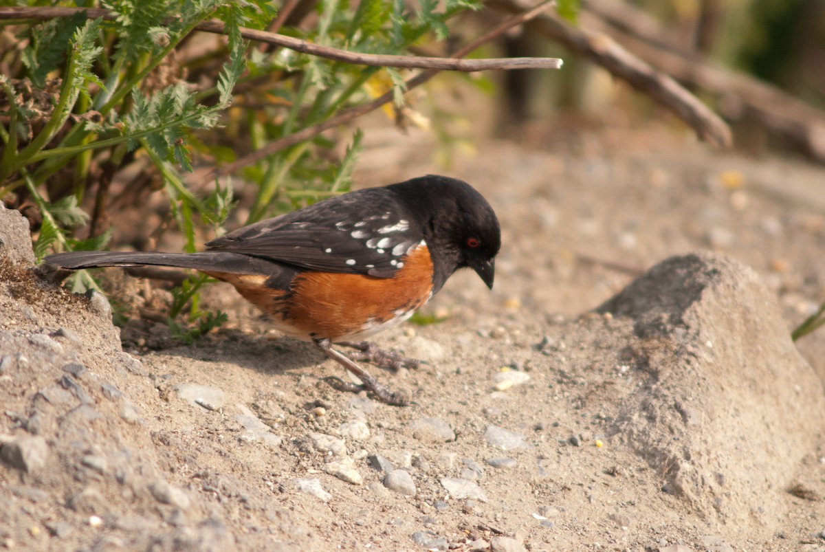 Spotted Towhee - ML298210591