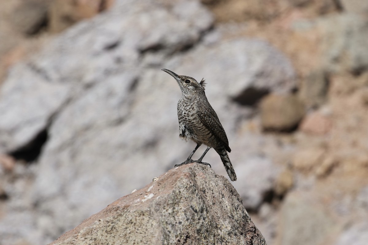 Rock Wren (Central American) - ML298211571