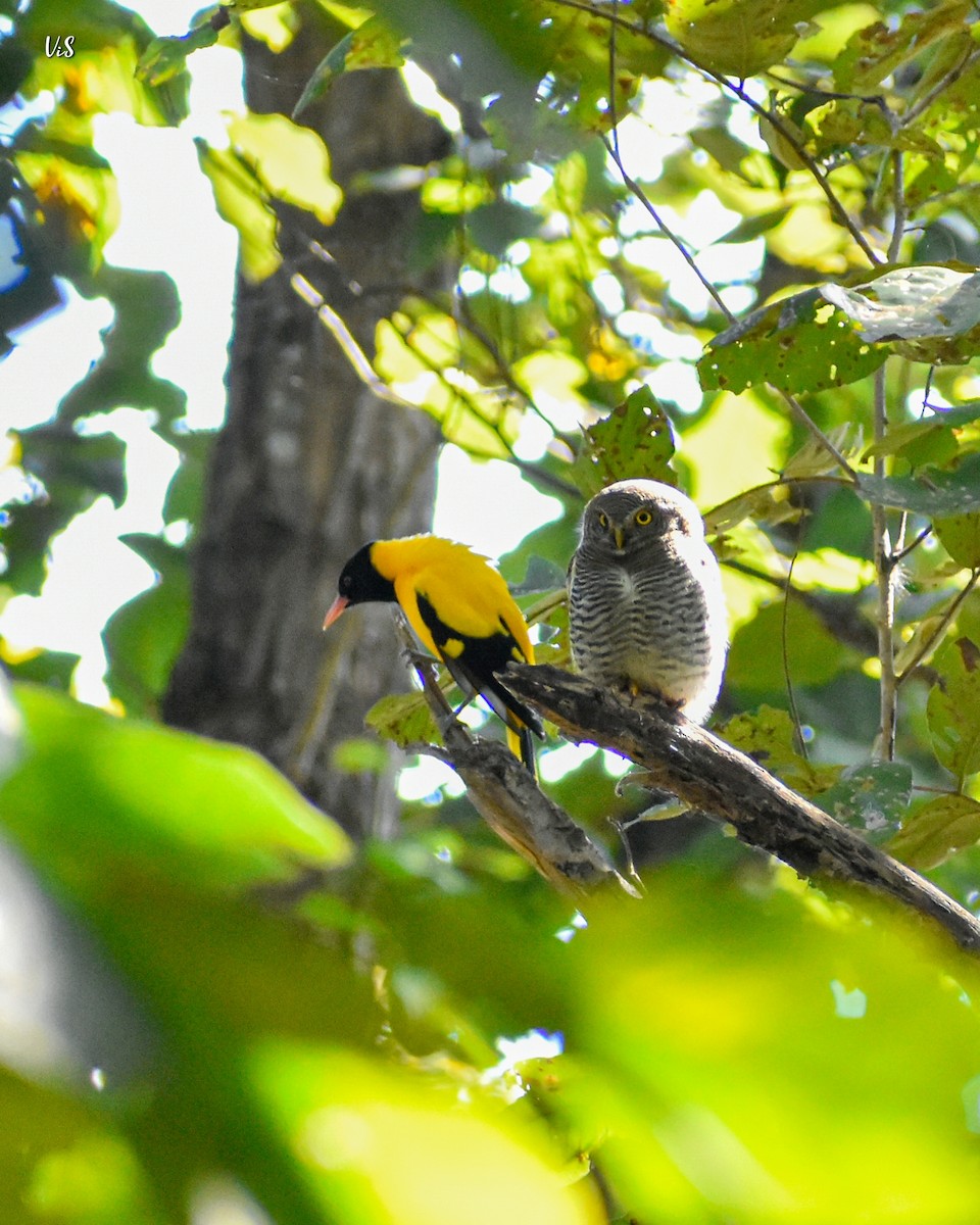 Jungle Owlet - ML298211721