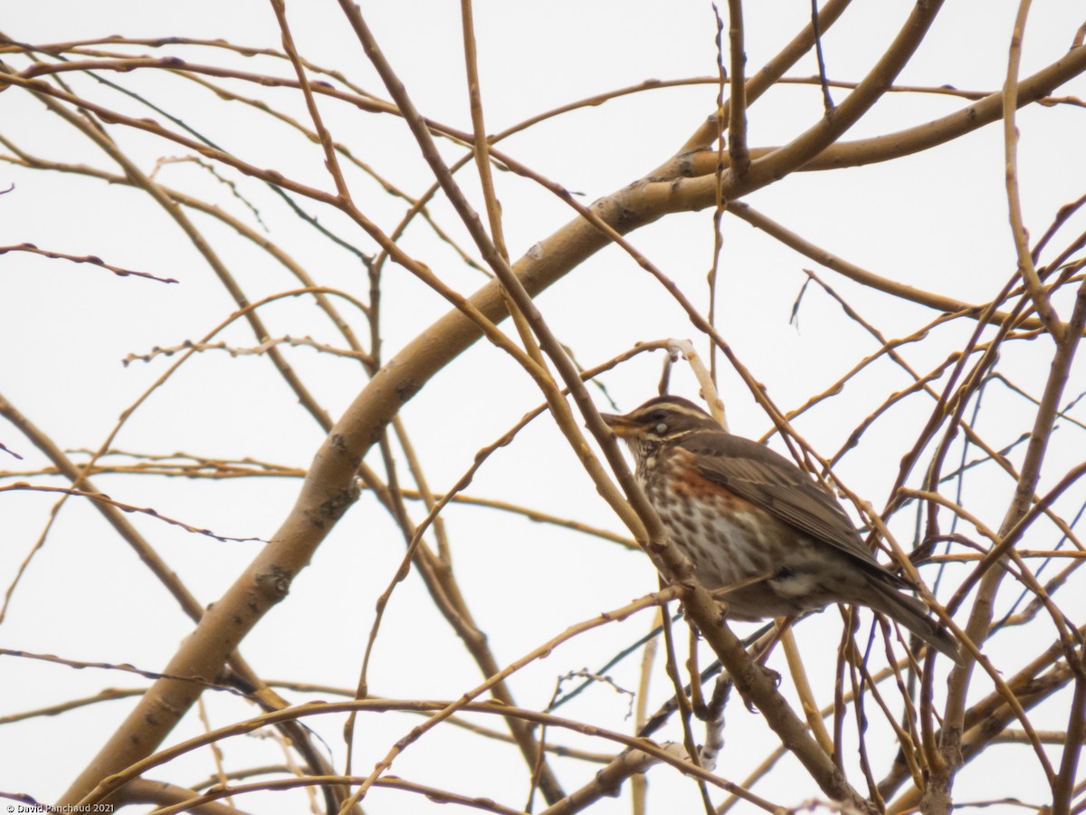 Redwing - Dave Panchaud