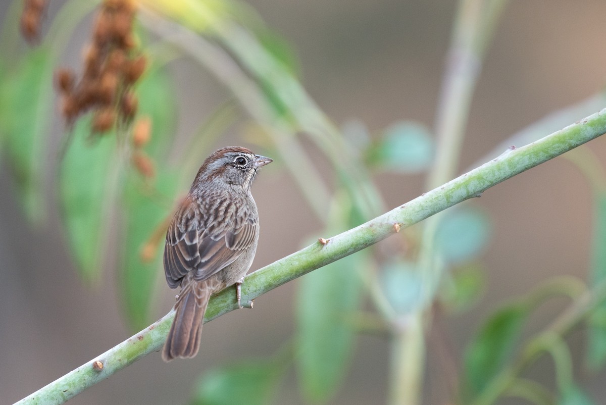 Rufous-crowned Sparrow - ML298214001