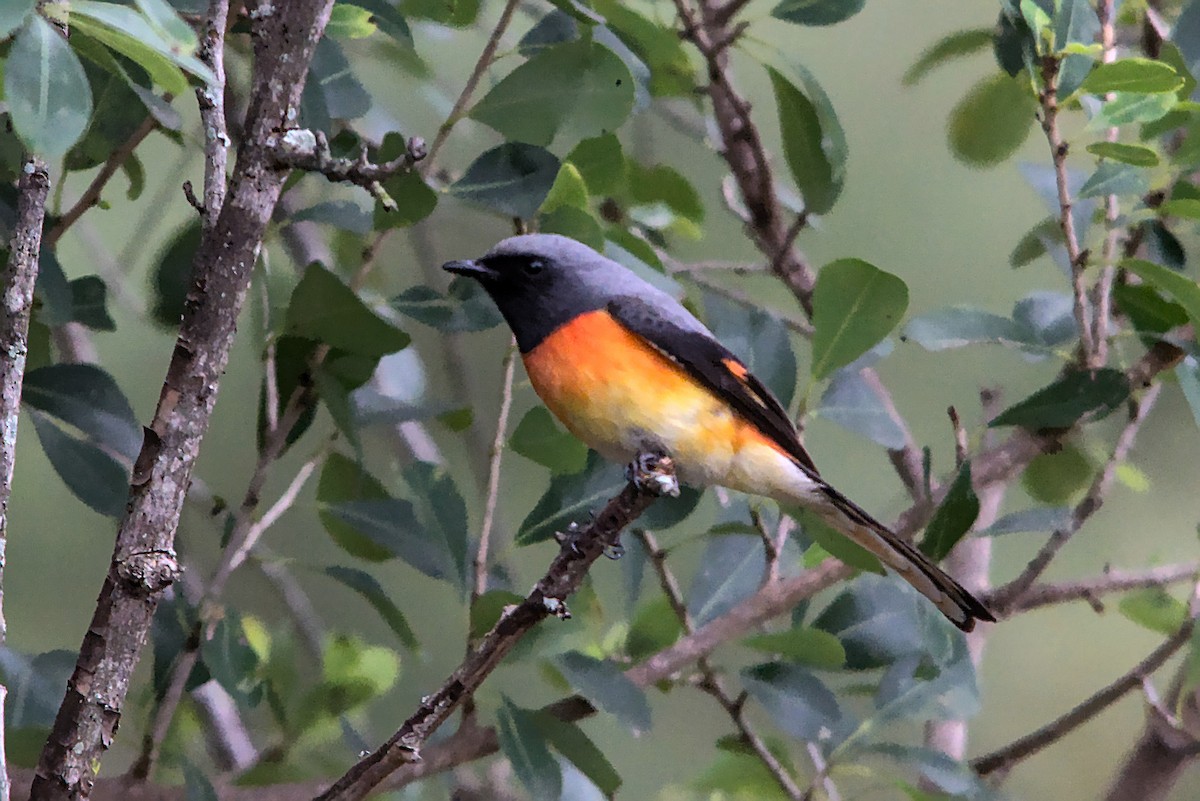 Small Minivet - ML298214241