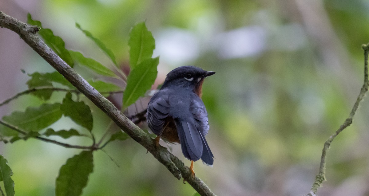 Rufous-throated Solitaire - Richard Edden