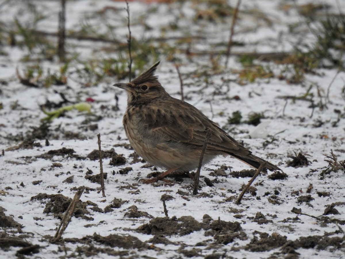 Crested Lark - ML298215381