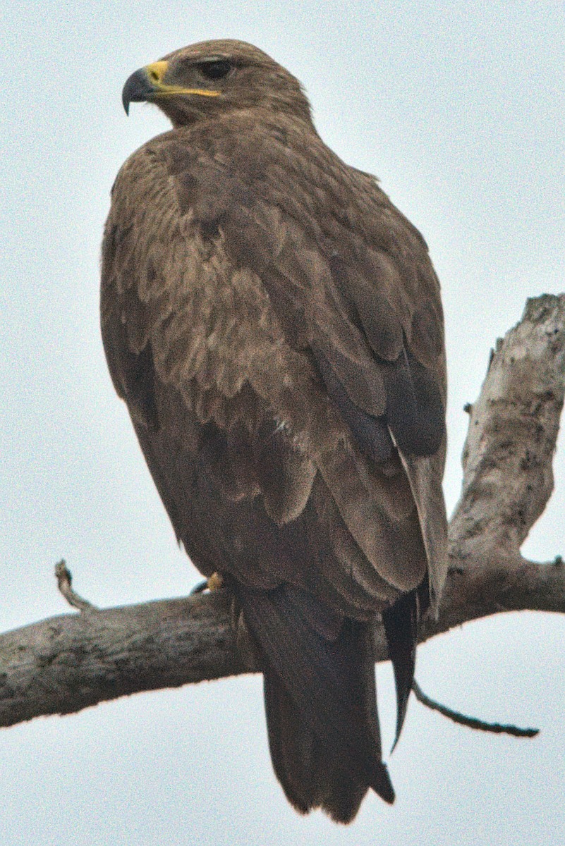 Booted Eagle - ML298216521