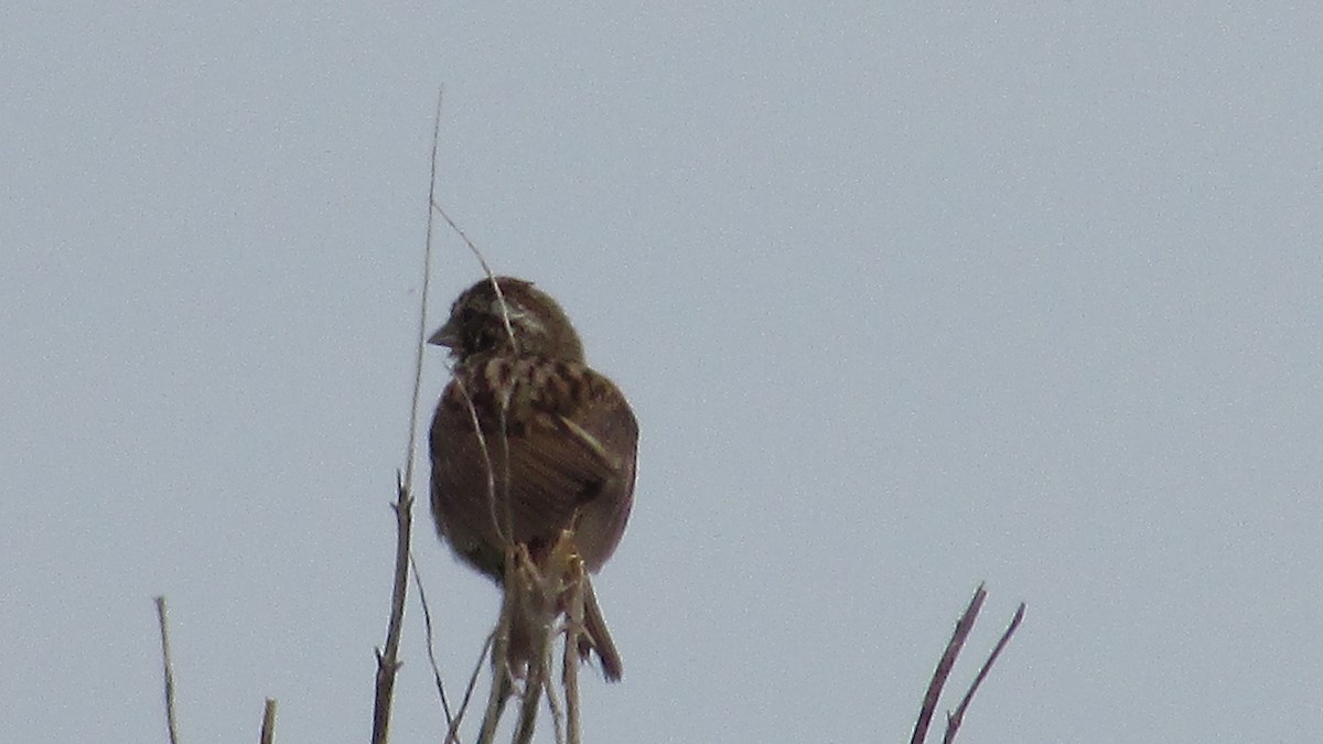 Song Sparrow - ML29821691