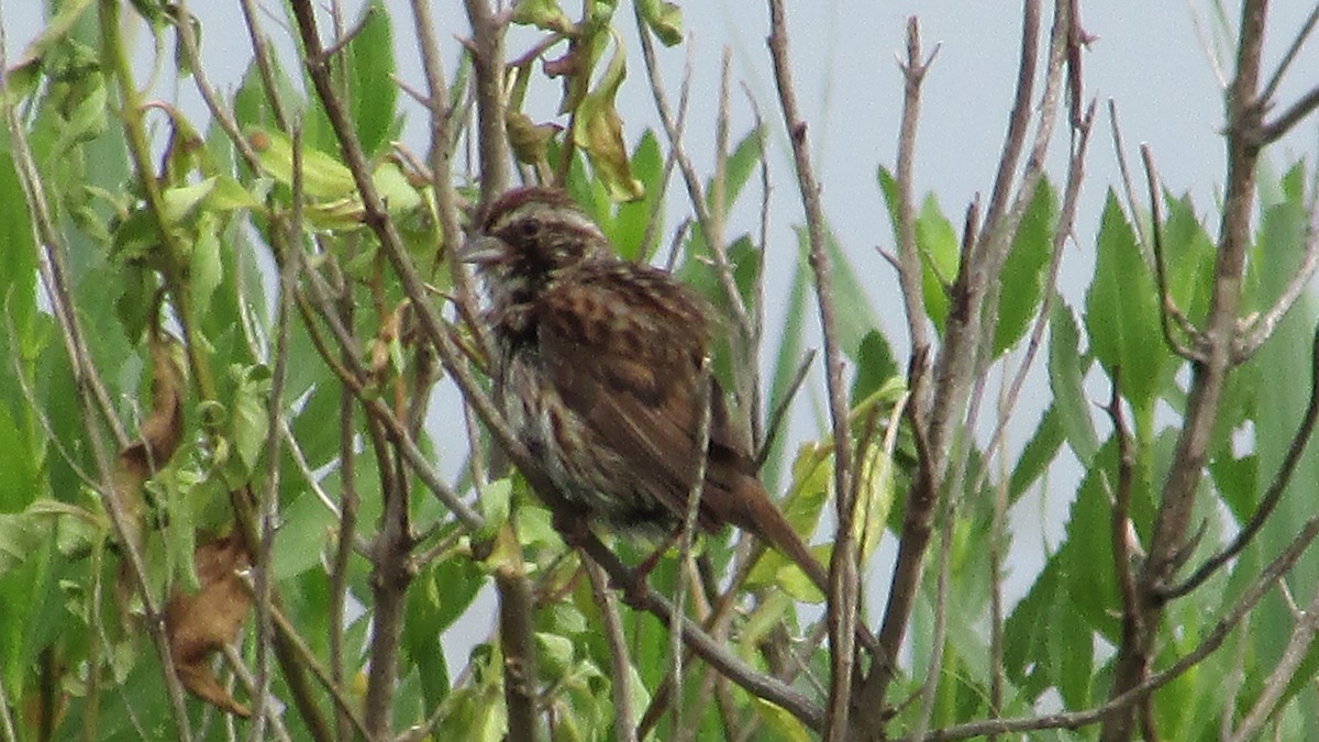 Song Sparrow - ML29821721