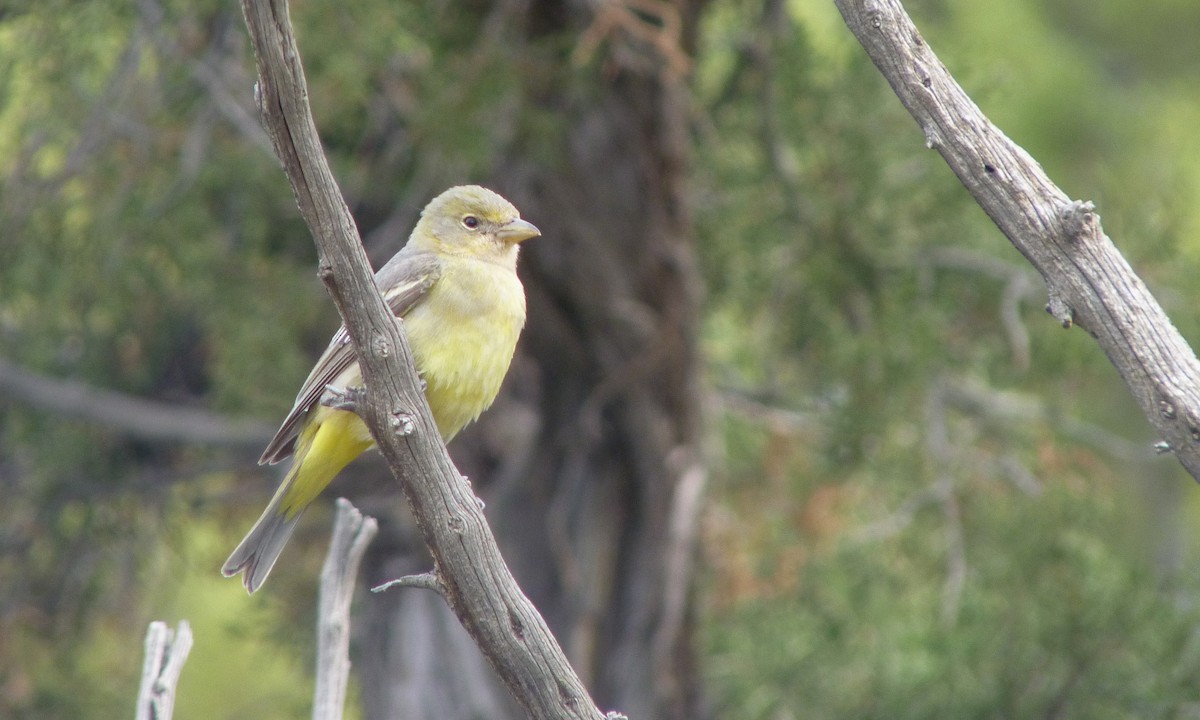 Western Tanager - ML29821751