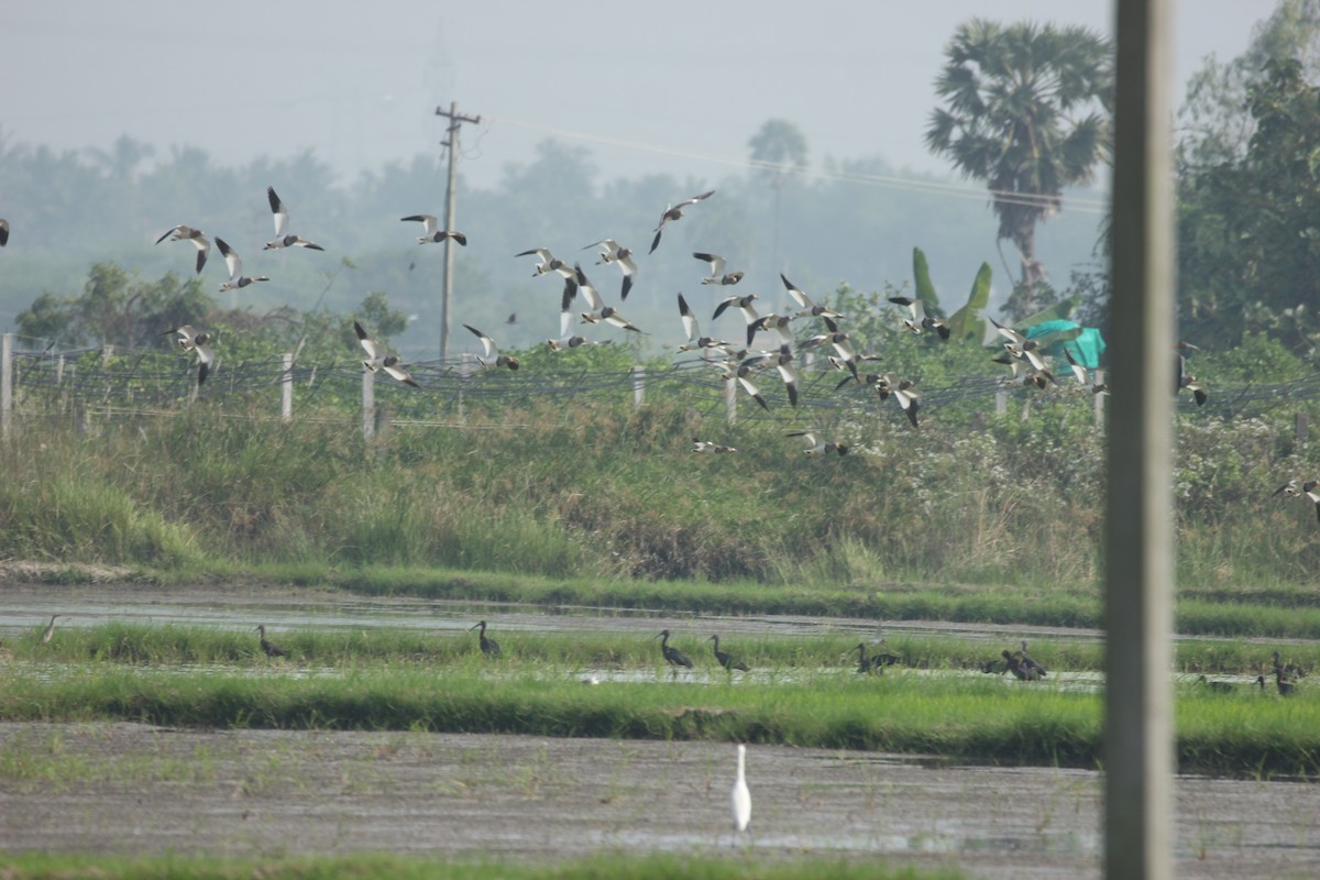 Gray-headed Lapwing - Badri Narayanan Thiagarajan