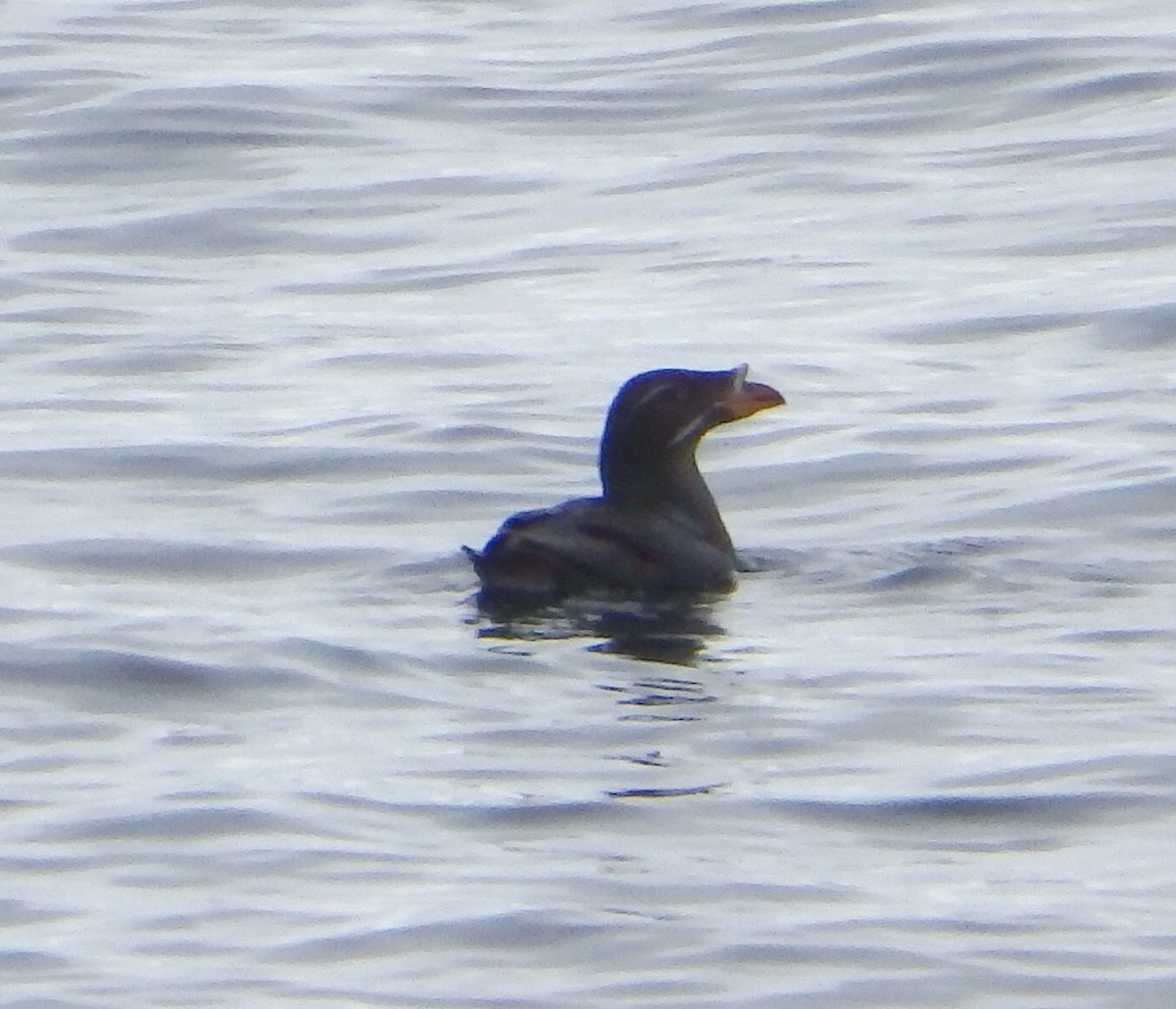 Rhinoceros Auklet - Victoria Vosburg