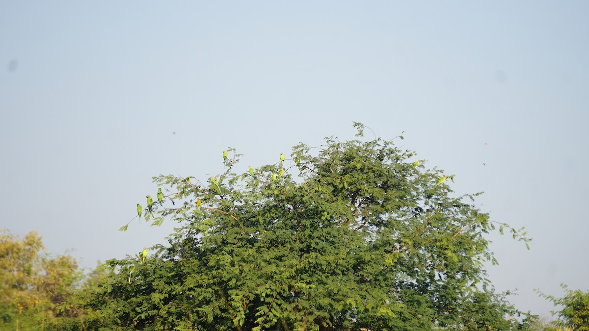 Gray-headed Parakeet - Thura  Soe Min Htike