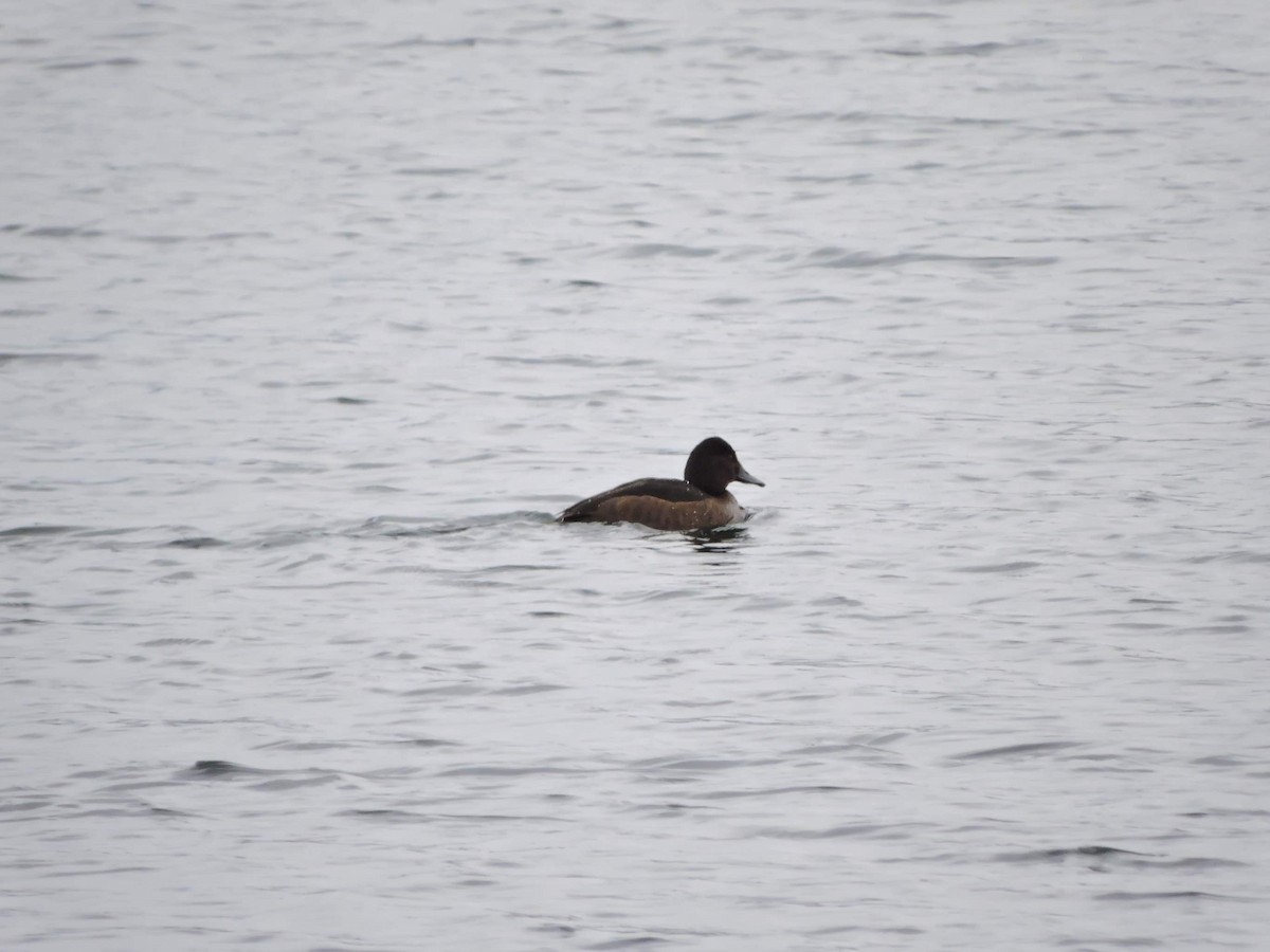 Ferruginous Duck - ML298218961