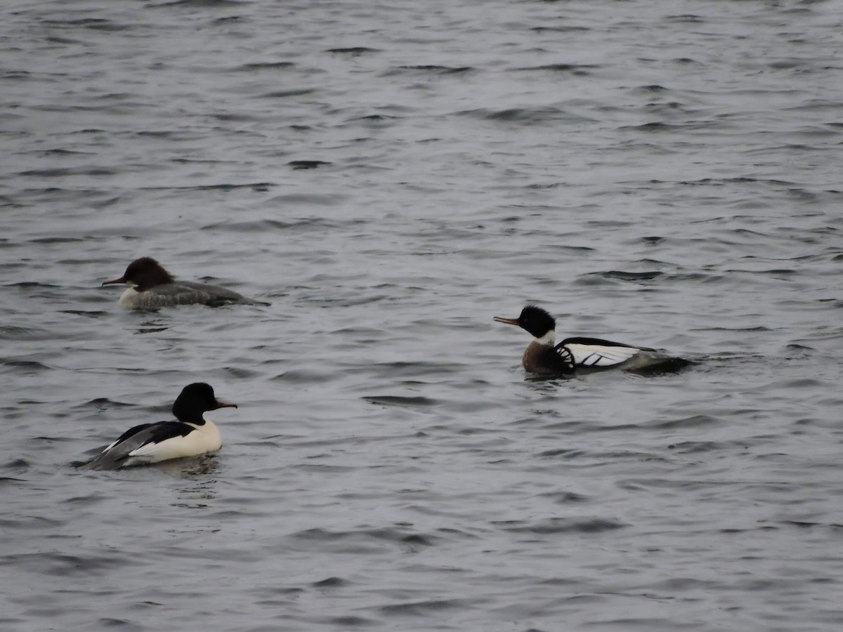 Red-breasted Merganser - ML298219001