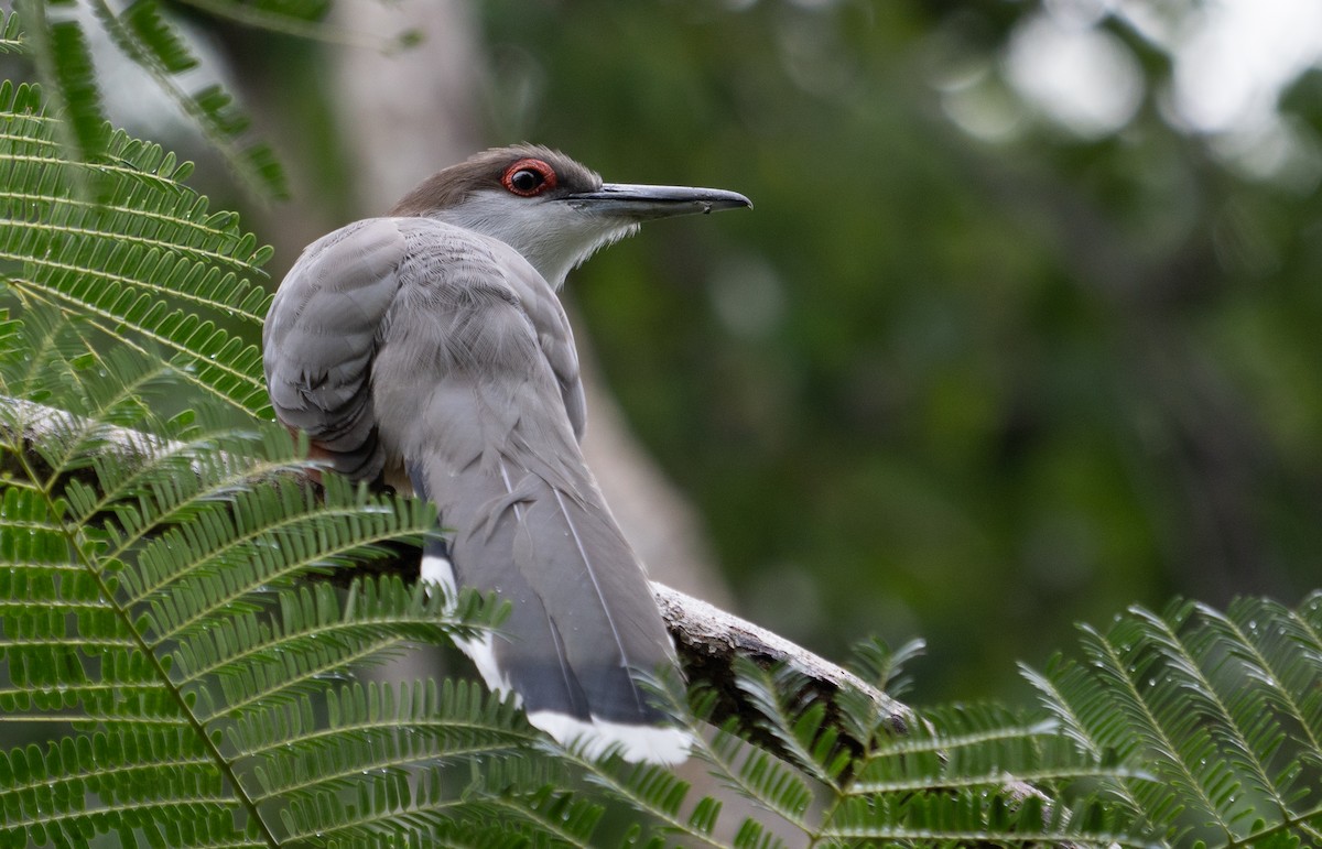 Jamaican Lizard-Cuckoo - Richard Edden