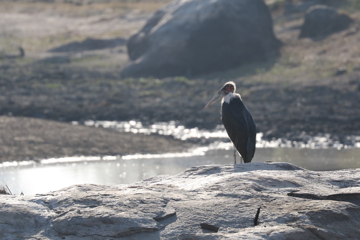 Marabou Stork - Andrew William