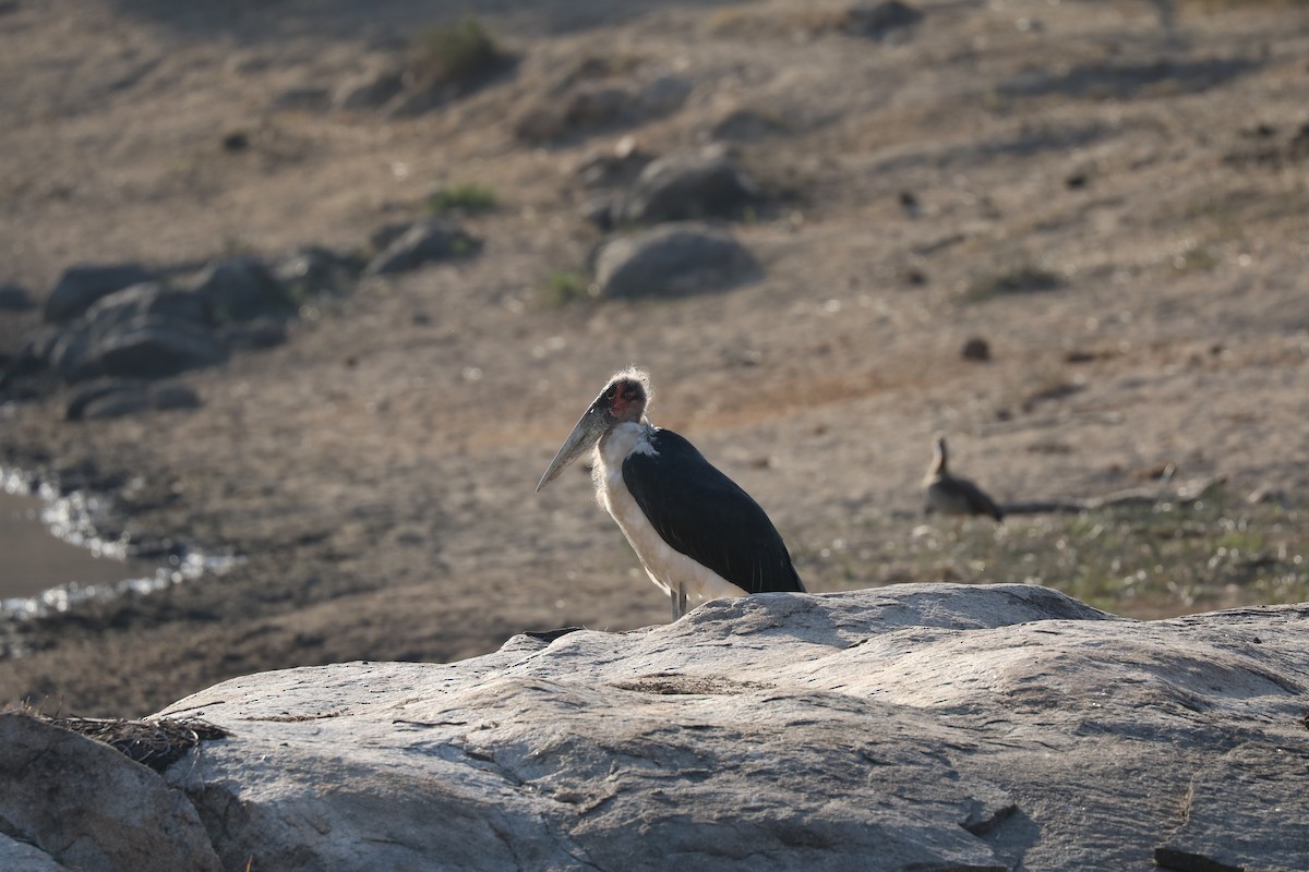 Marabou Stork - Andrew William