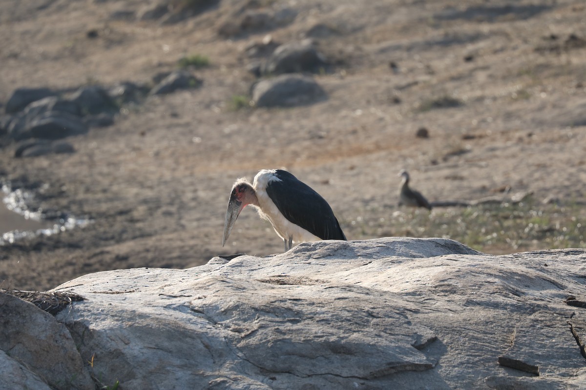 Marabou Stork - Andrew William