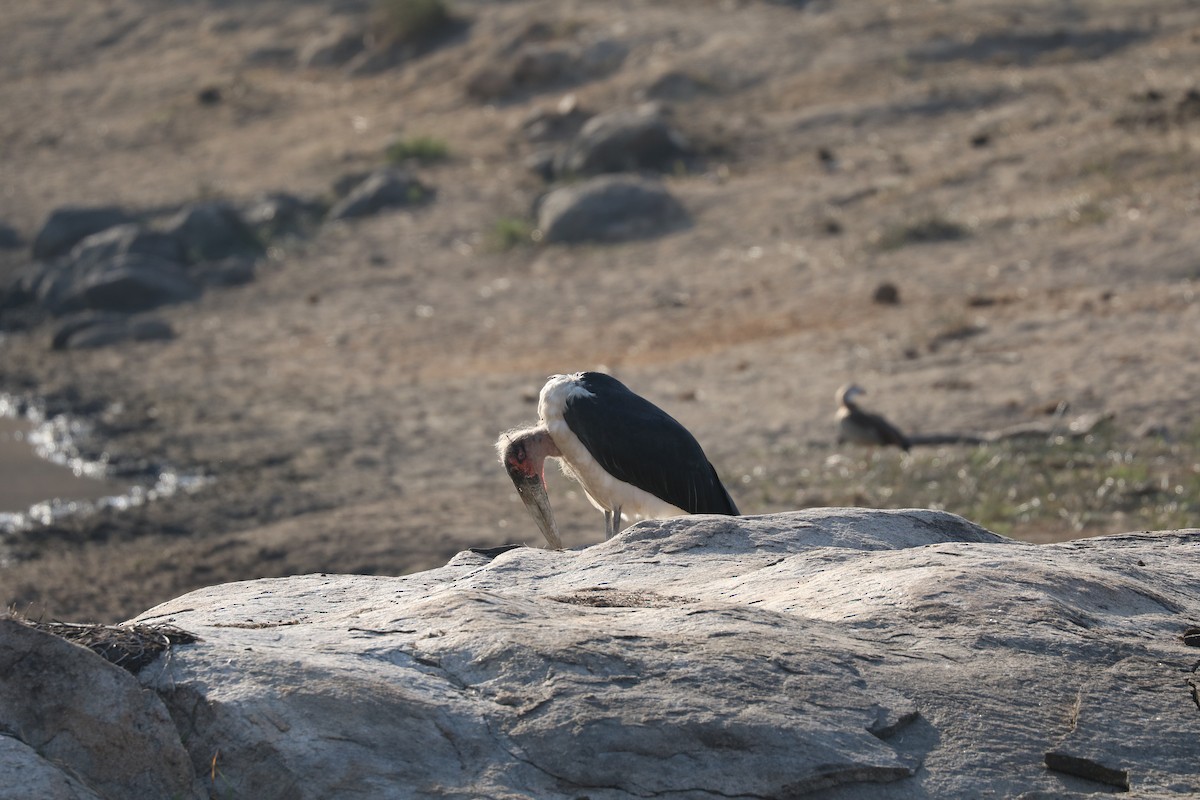 Marabou Stork - Andrew William