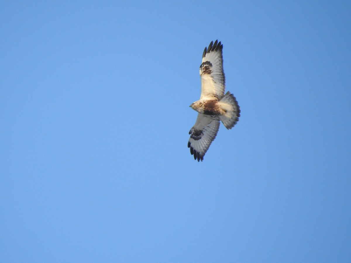 Rough-legged Hawk - Igor Kozytsky