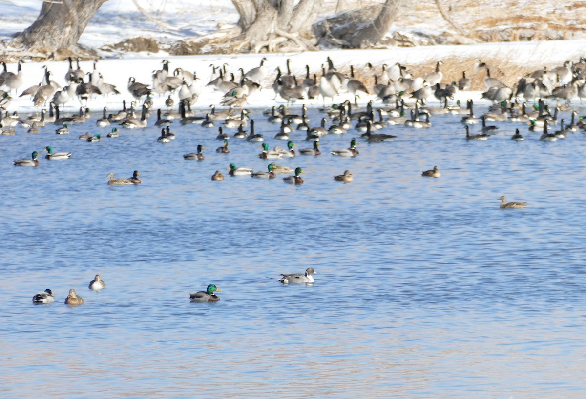 Northern Pintail - ML298228091