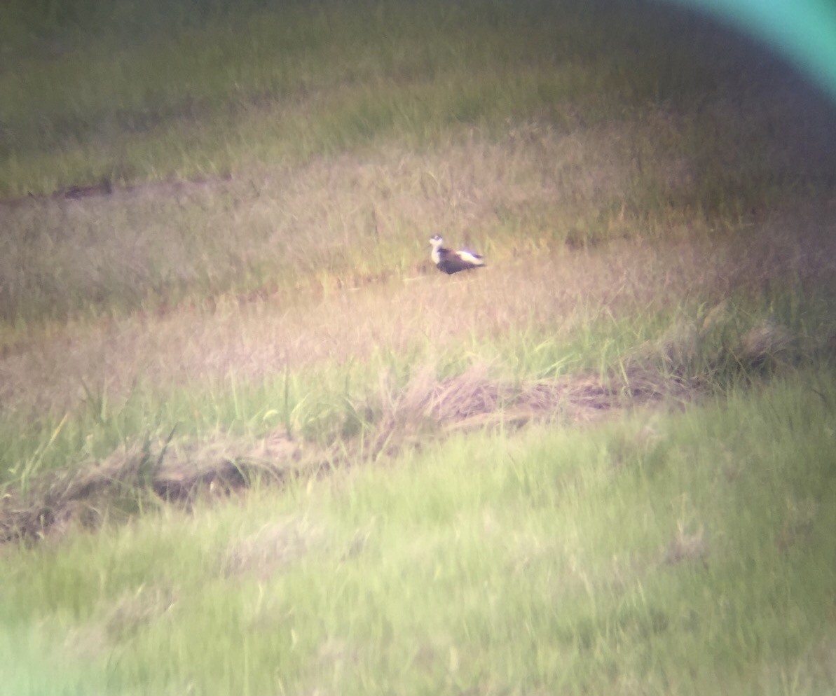 Black-necked Stilt - ML29822971