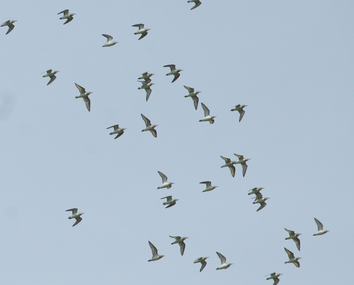 Semipalmated Sandpiper - Samuel Denault