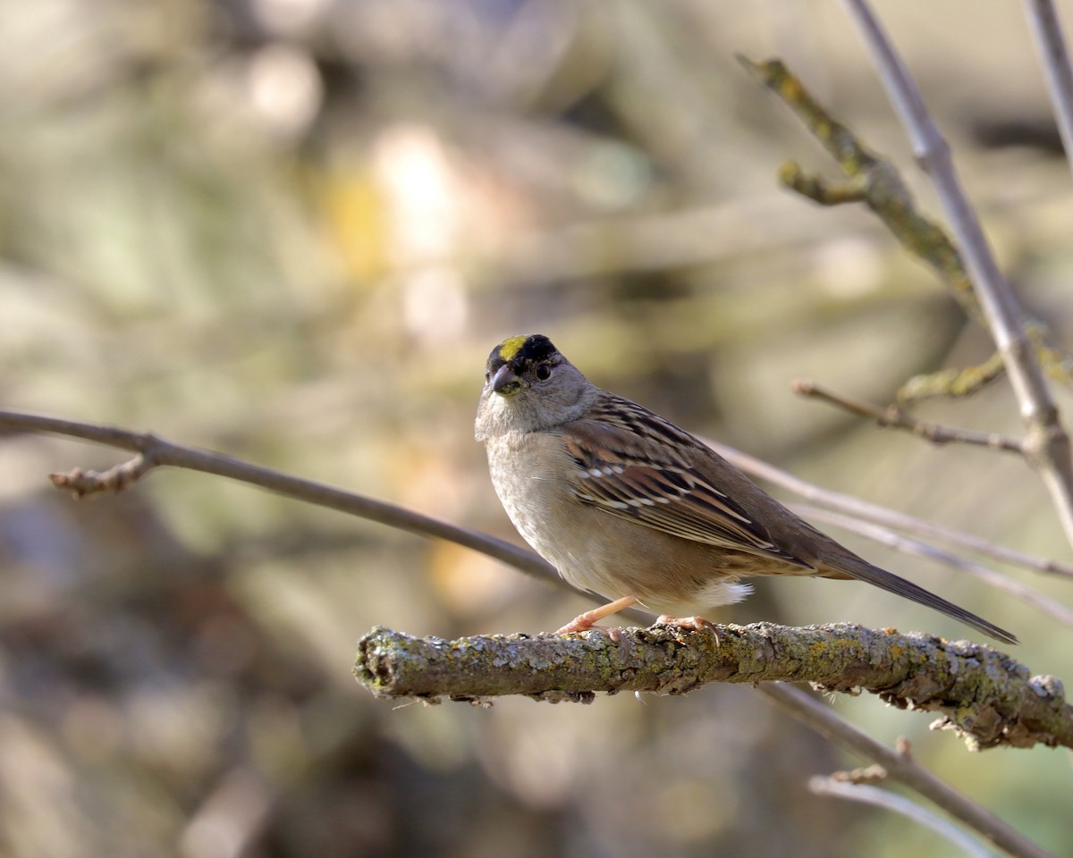 Golden-crowned Sparrow - ML298231031