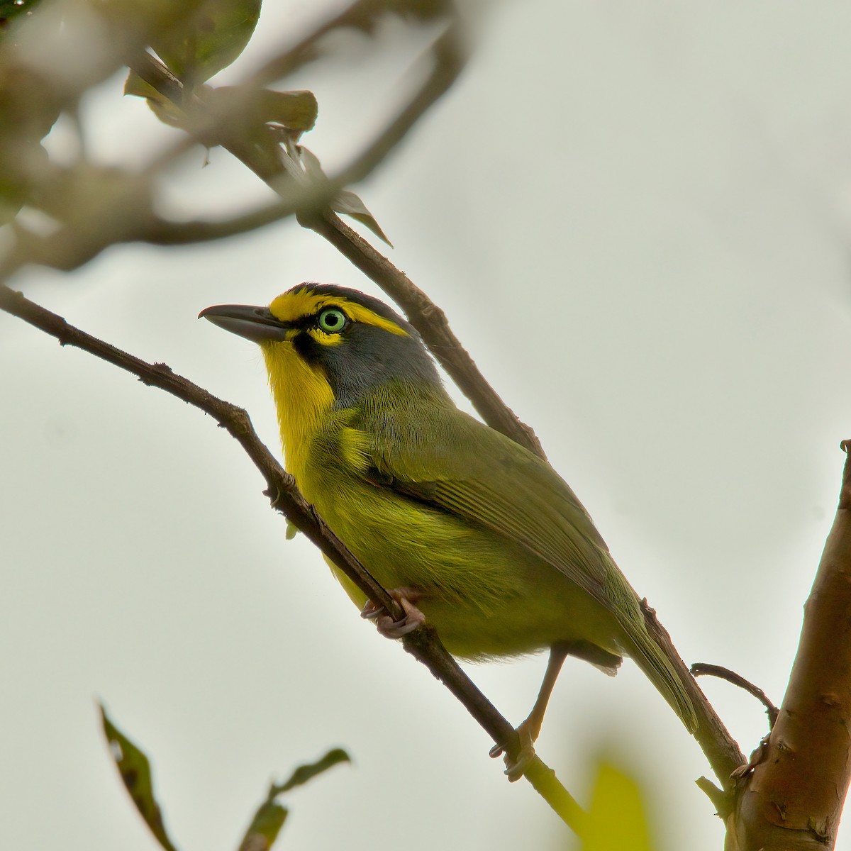 Schieferkopfvireo - ML298231111
