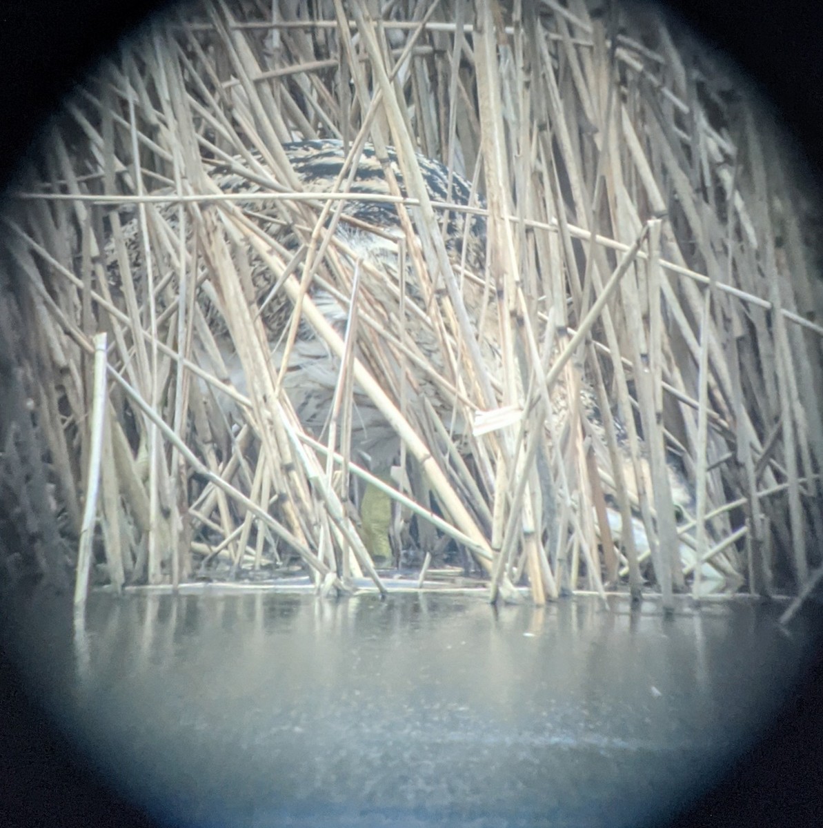 Great Bittern - ML298231991