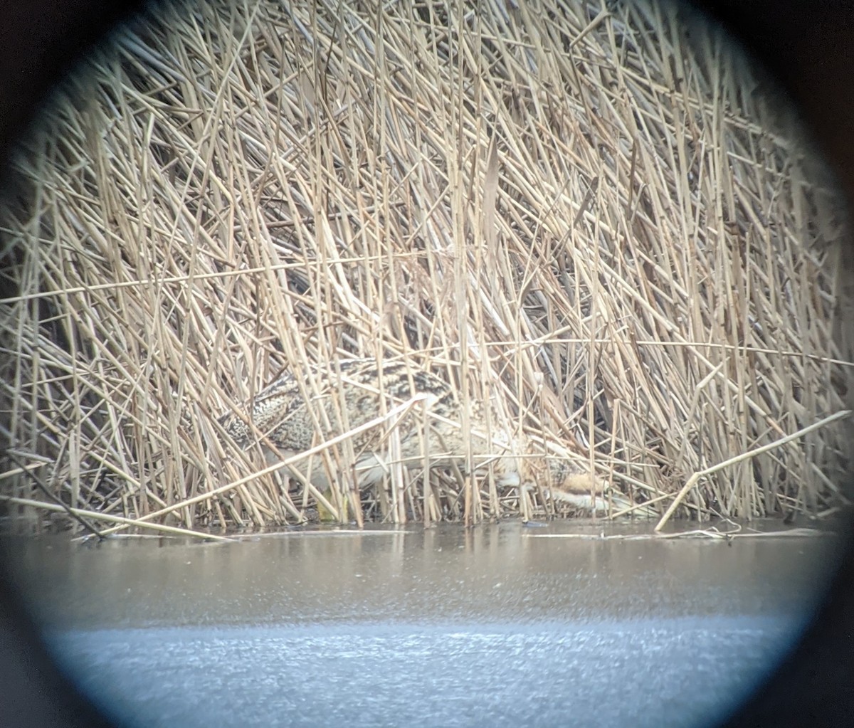 Great Bittern - ML298232021