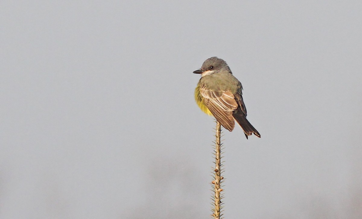 Cassin's Kingbird - Jeremiah Trimble