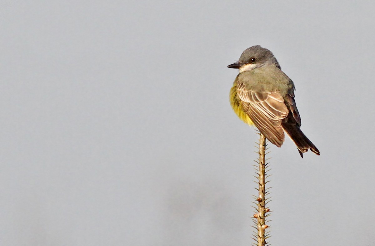 Cassin's Kingbird - Jeremiah Trimble