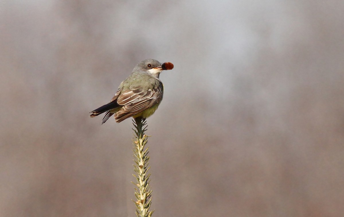 Cassin's Kingbird - Jeremiah Trimble