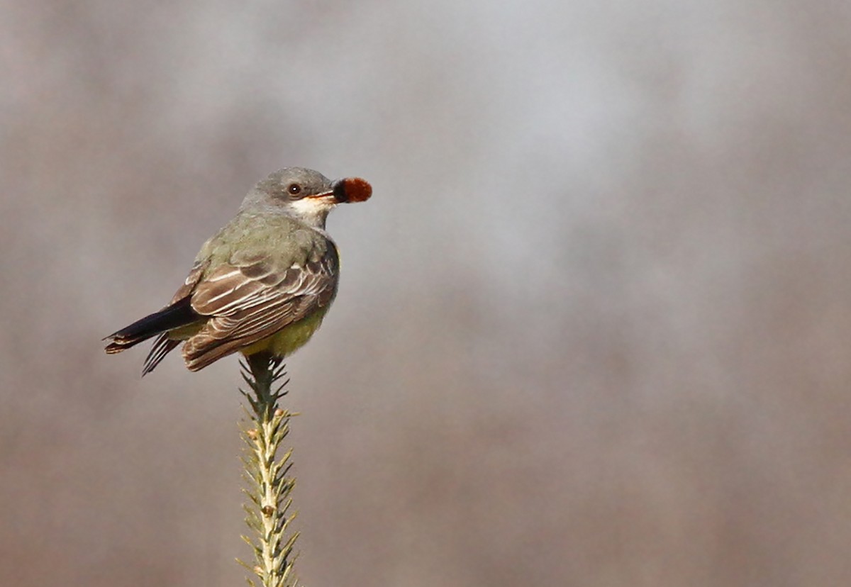 Cassin's Kingbird - Jeremiah Trimble