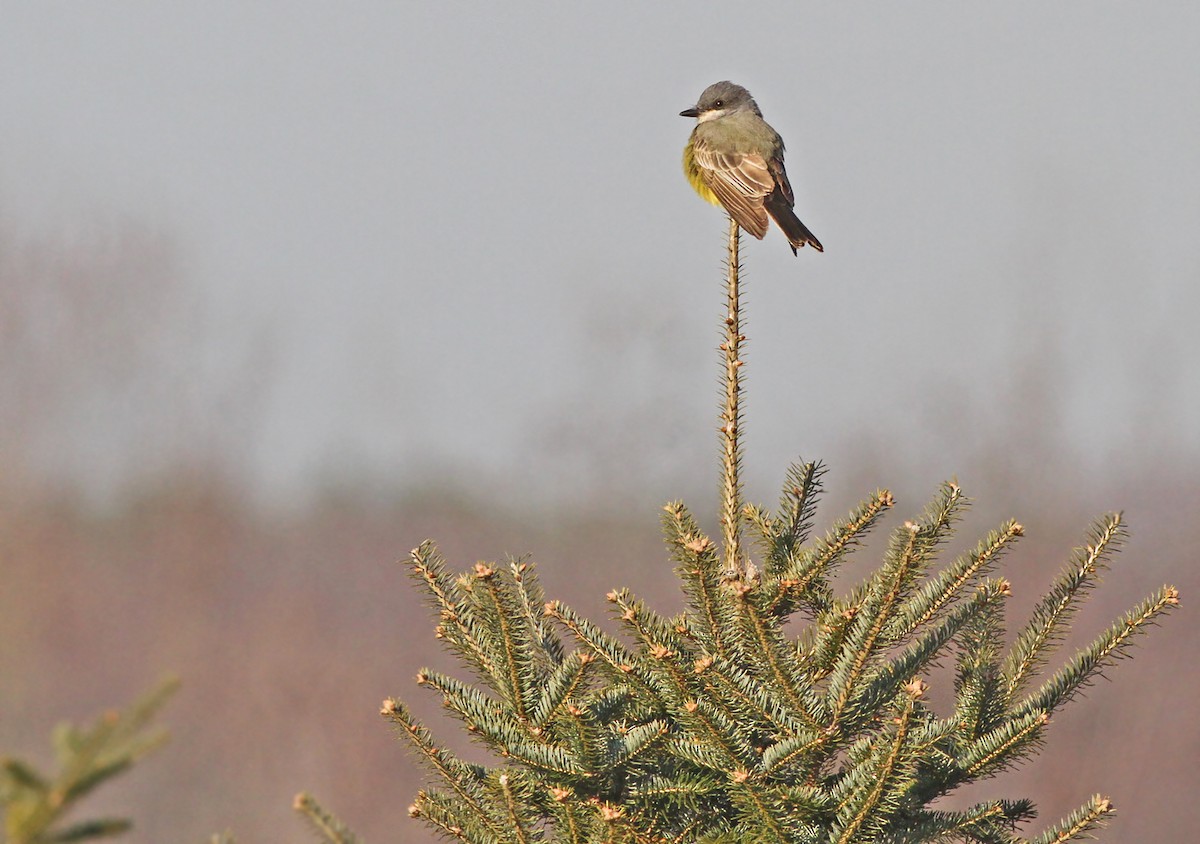 Cassin's Kingbird - Jeremiah Trimble