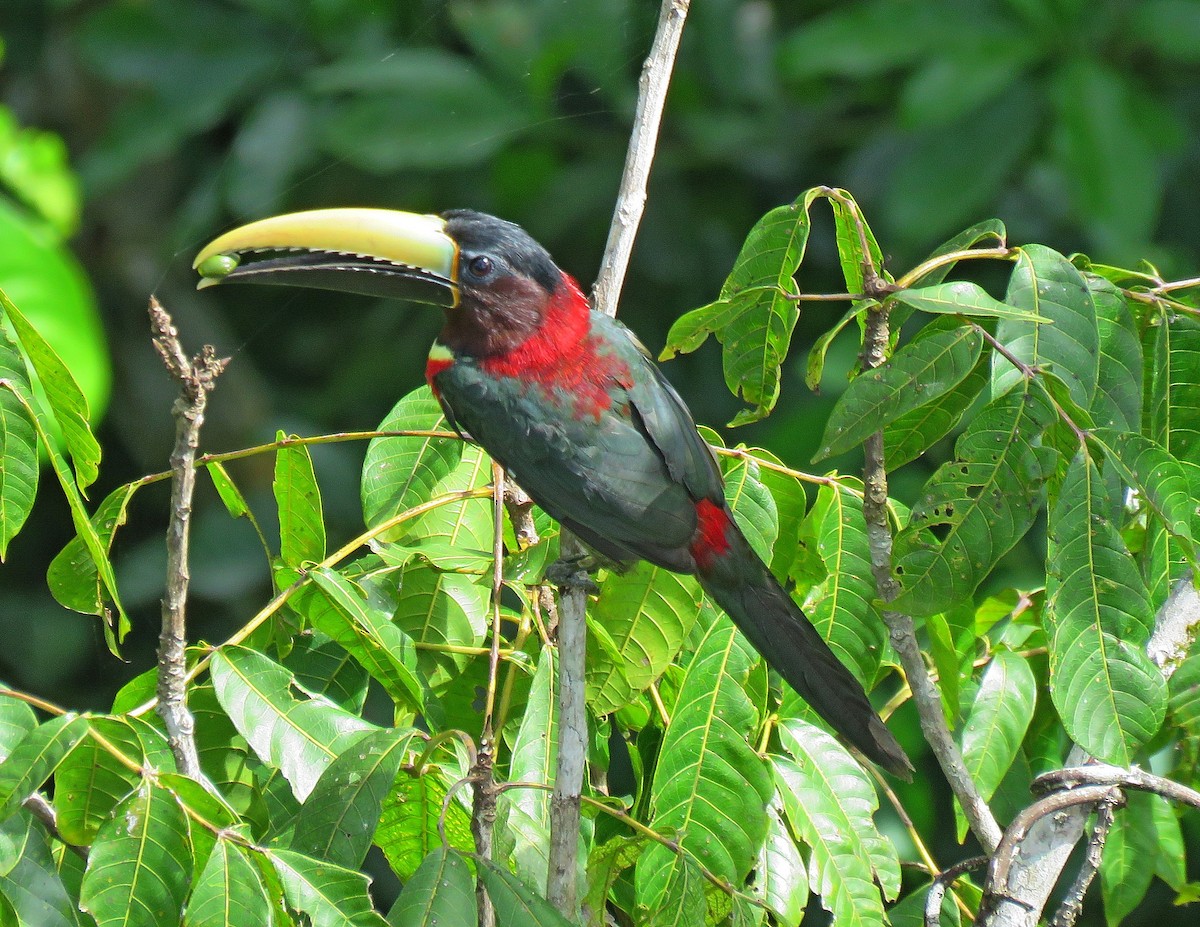 Red-necked Aracari - Sidnei Dantas