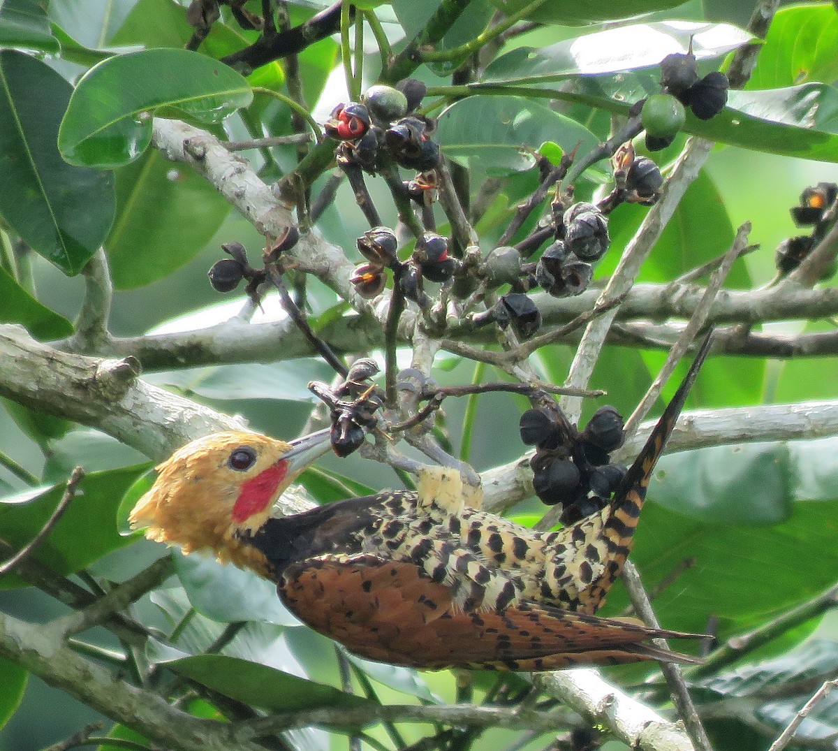 Ringed Woodpecker - Sidnei Dantas