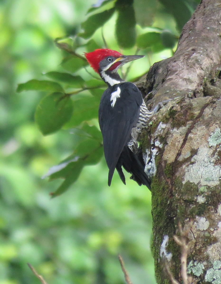 Lineated Woodpecker - ML298236121