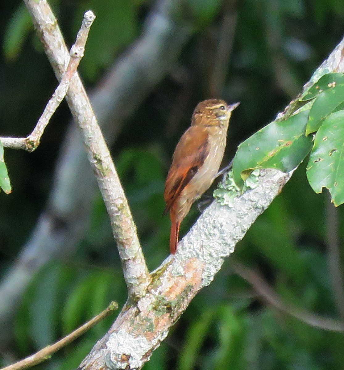 Slender-billed Xenops - ML298236141