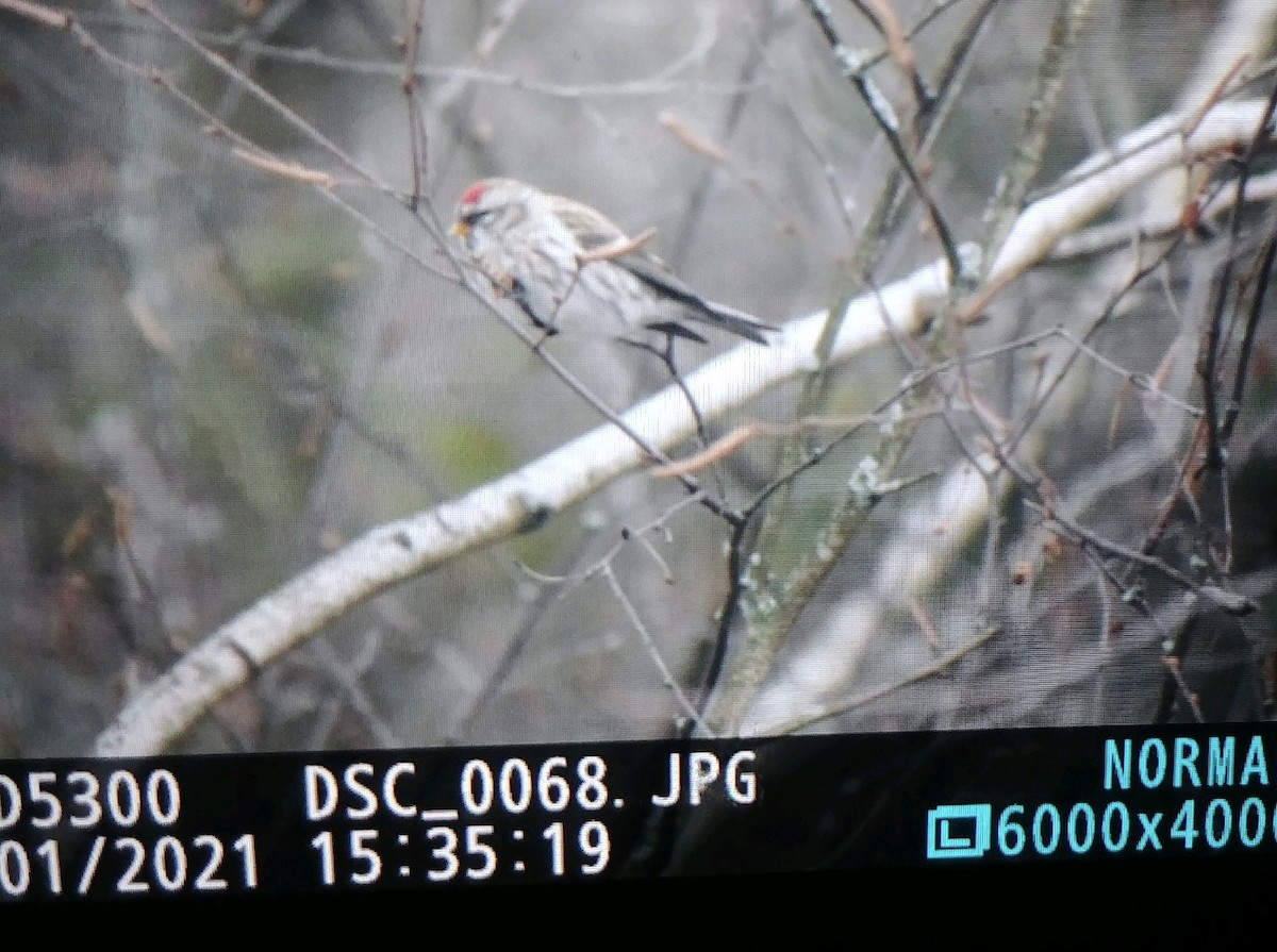 Redpoll (Common) - ML298238851