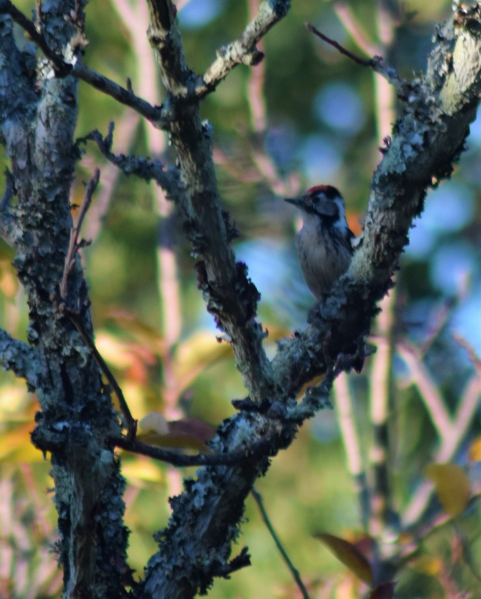 Lesser Spotted Woodpecker - Luís Santos