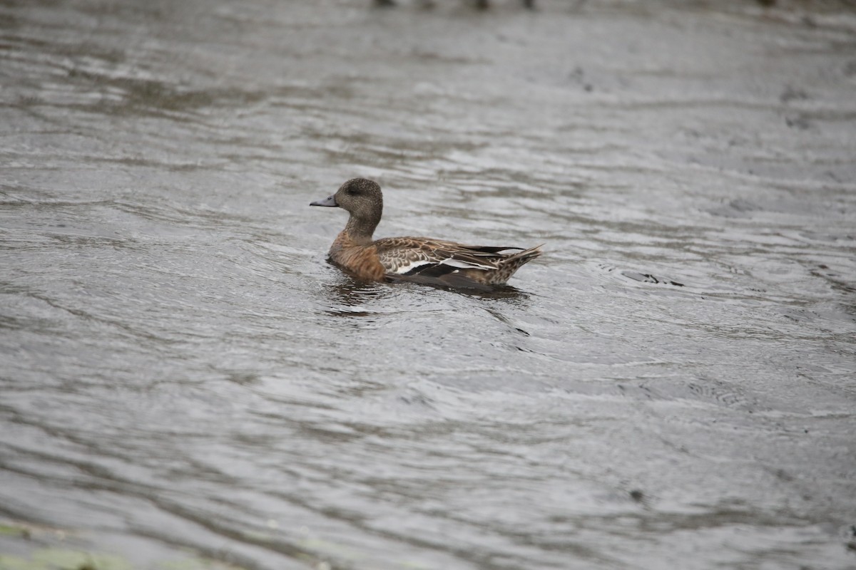 American Wigeon - Madeleine Ely