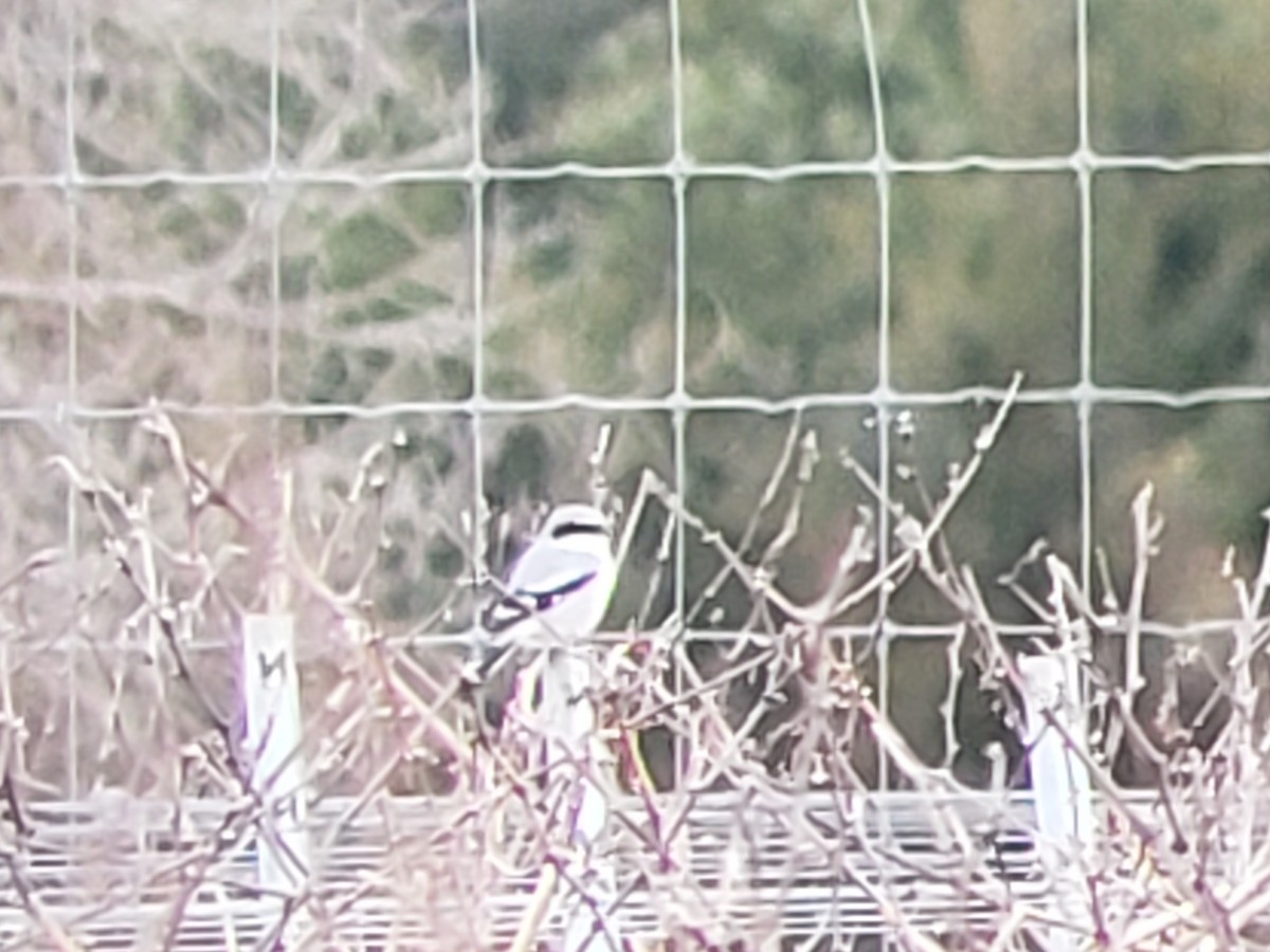 Loggerhead Shrike - Janice Frye