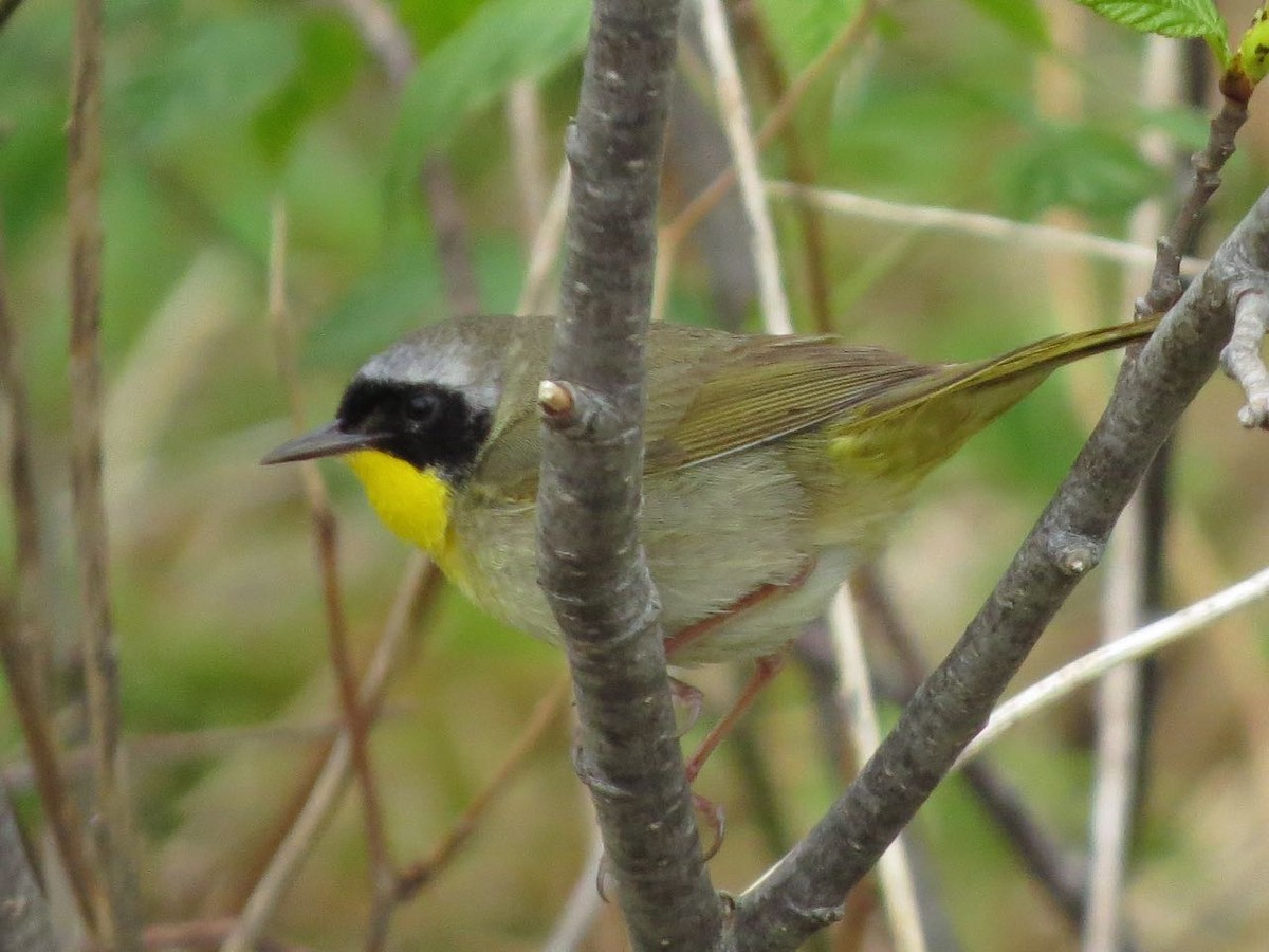 Common Yellowthroat - ML29824521