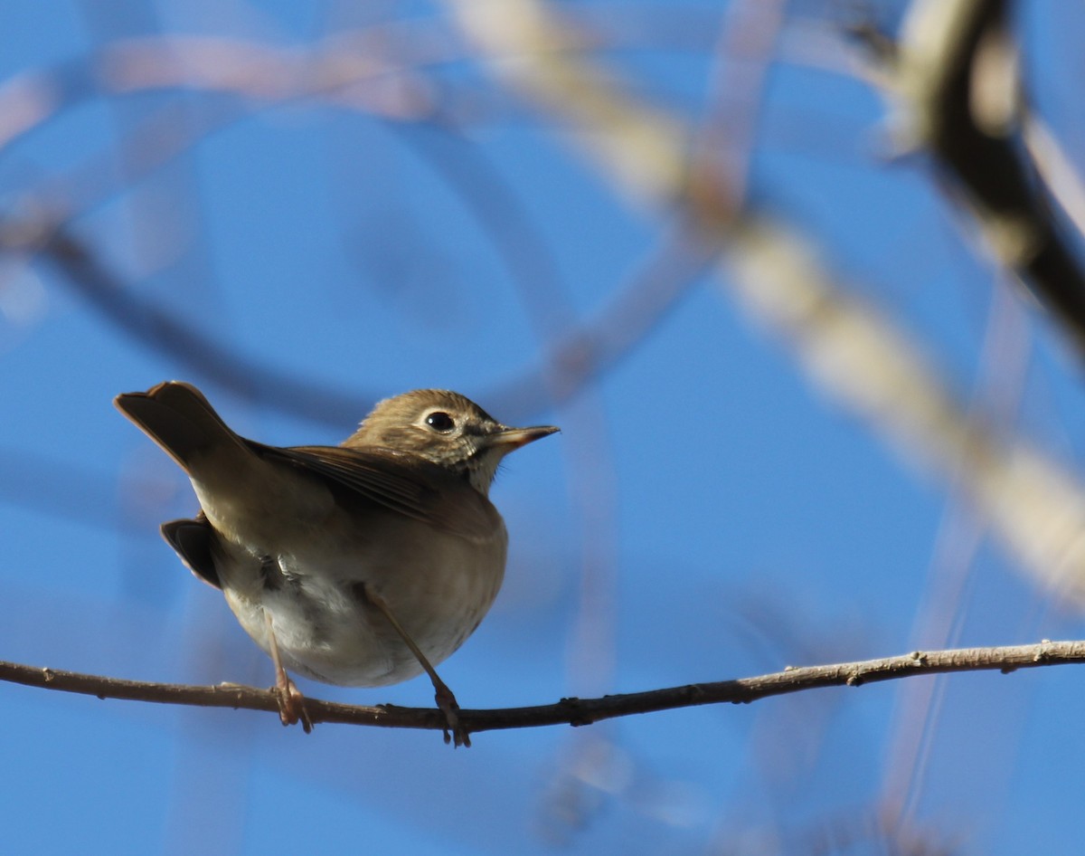 Hermit Thrush - ML298245481