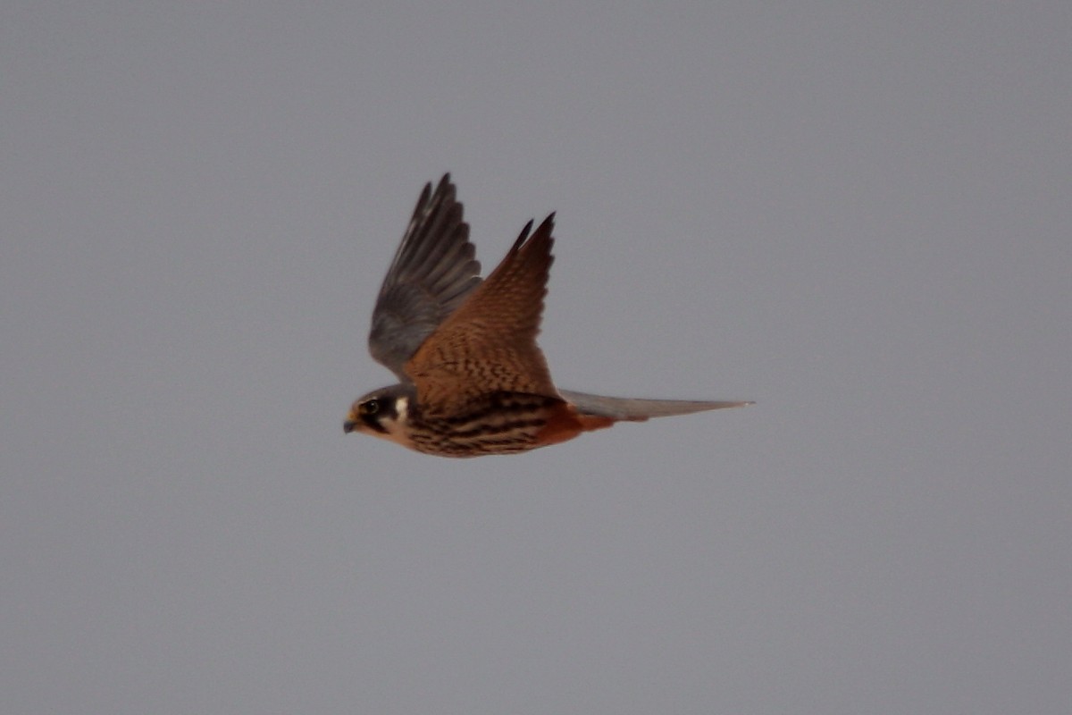 Eurasian Hobby - Alexandre Hespanhol Leitão