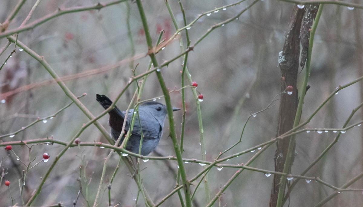 Gray Catbird - ML298246951